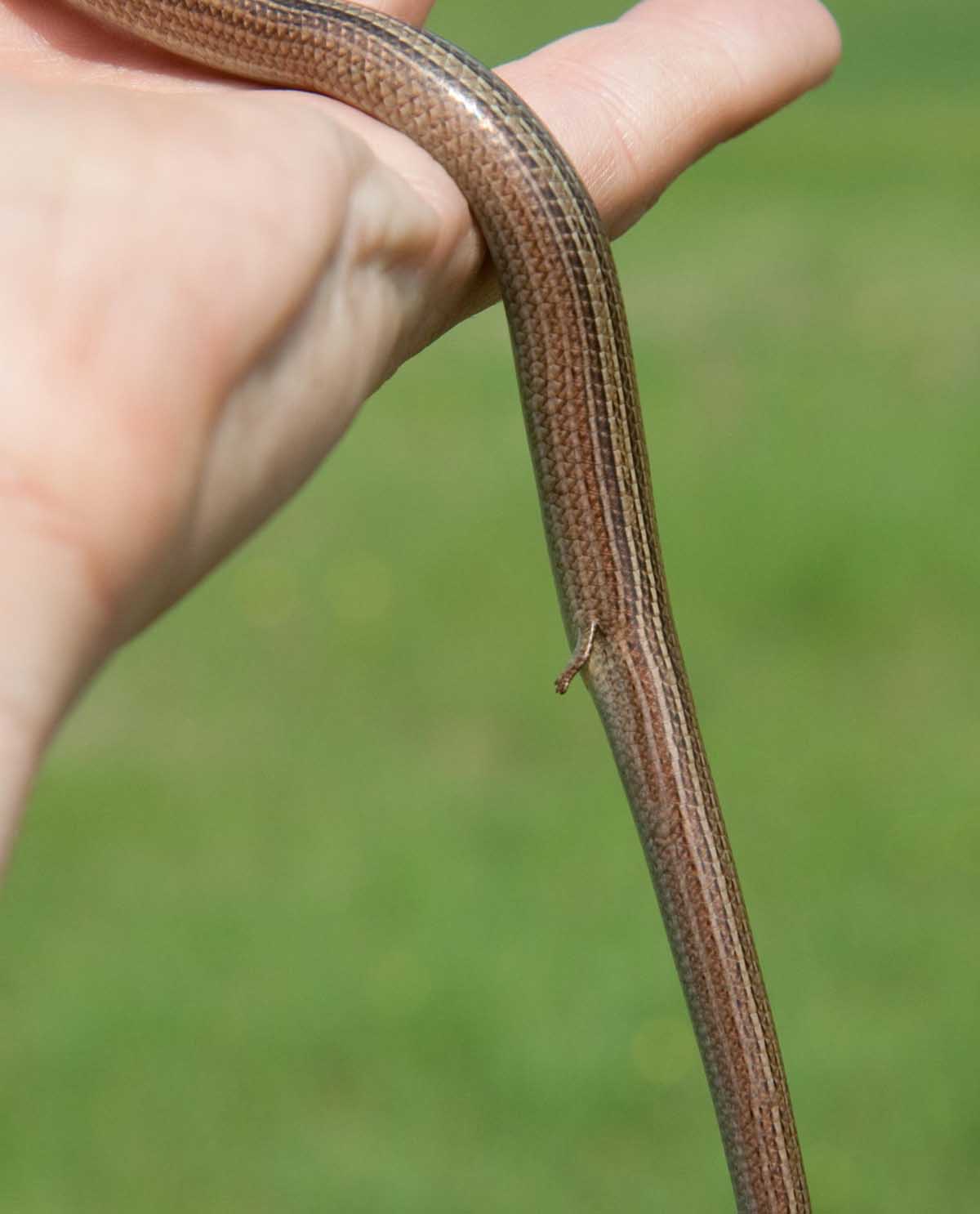 Chalcides chalcides ?